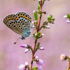 item_1101839_pic_1_orig