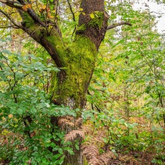 item_1101851_pic_1_orig